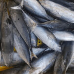 Bonito:Little Tuna Steaks 100-300 gr. 80% NW IQF