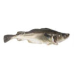 Cod with Head 300-800 Gram 80% NW IQF Whole Gutted
