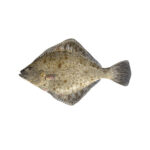 European Flounder Frozen 80% NW Whole Round Bulk Uncalibrated