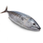 Little Tuna 1000+ gr. 100% NW Whole IQF