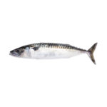 Mackerel Frozen 300-500 Gram 100% NW IQF Whole Wild Caught