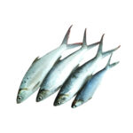 Milkfish 300-500 gr 90% NW W:R IQF