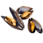 Mussels 40-60 100% NW Whole Cooked Vacuum Packed
