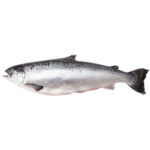 Salmon with Head Frozen 3-4 kg 100% NW Whole Gutted