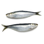 Sardines 90% NW Whole Block Frozen