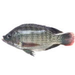 Tilapia 300-500 gr 80% NW Whole Gutted & Scaled IWP IQF